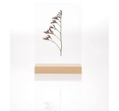 Rico Design Holz, Mdf & Pappmaché><noscript><img width=