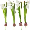 DPI Blumen>Schneeglöckchen mit Zwiebel