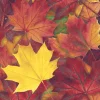 Paper+Design Herbst|Serviettentechnik>Serviette "Harvest Harmony"