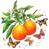 Paper+Design Sommer|Alltäglich>Serviette "Schmetterlinge & Orangen"