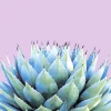 Paper+Design Frühling|Serviettentechnik>Serviette "Sukkulente"