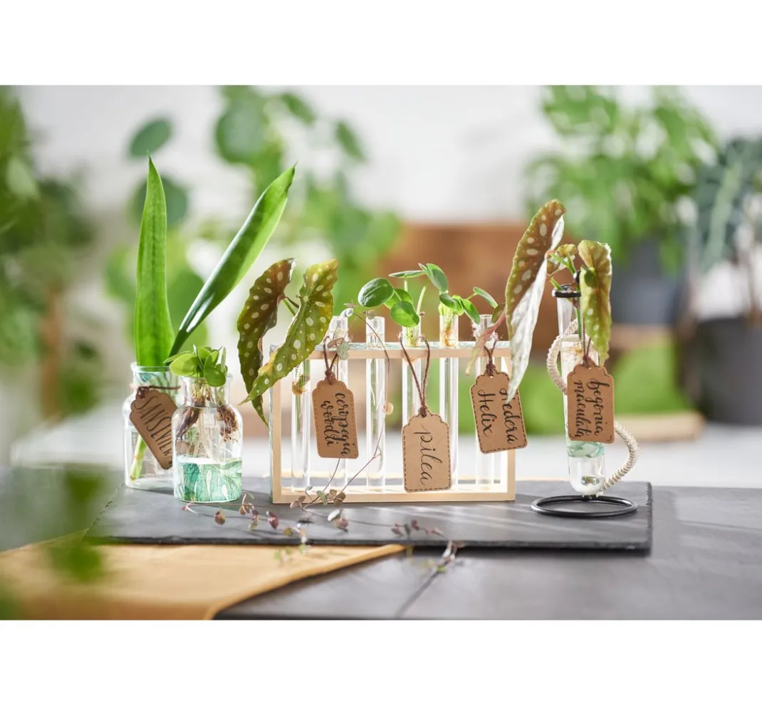 Ambiente Sommer|Alltäglich>Serviette "Urban Jungle"