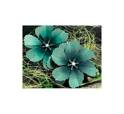 FarbTon Papier Stanz- & Prägemaschinen|Schablonen>Stanzschablonen-Faltblume "Malva"