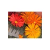FarbTon Papier Stanz- & Prägemaschinen|Schablonen>Stanzschablonen-Faltblume "Daisy"