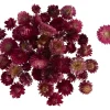 VBS Trockenblumen & - Früchte|Blumen>Strohblumenköpfe