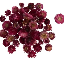 VBS Trockenblumen & - Früchte|Blumen>Strohblumenköpfe