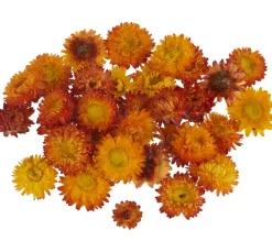 VBS Trockenblumen & - Früchte|Blumen><noscript><img width=