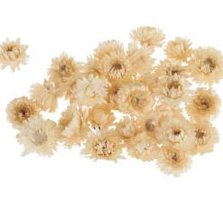 VBS Trockenblumen & - Früchte|Blumen><noscript><img width=