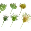 DPI Blumen>Sukkulenten Mix