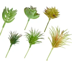 DPI Blumen>Sukkulenten Mix