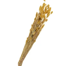 Othmar Decorations Trockenblumen & - Früchte>Trockenblumen "Phalaris"