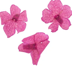 Cléopâtre Schmuck Gießen|Trockenblumen & - Früchte><noscript><img width=
