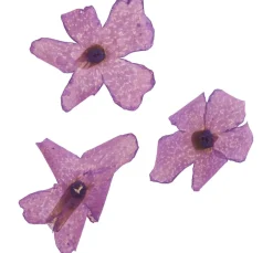 Cléopâtre Schmuck Gießen|Trockenblumen & - Früchte><noscript><img width=