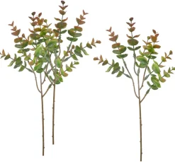 VBS Gräser & Beeren|Bäume & Zweige>Eukalyptus "Bendigo"