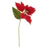 DPI Blumen>Weihnachtsstern Blüte