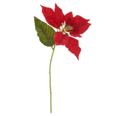 DPI Blumen>Weihnachtsstern Blüte