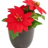 DPI Blumen>Weihnachtsstern "Gloria" im Topf