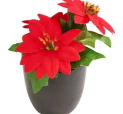 DPI Blumen>Weihnachtsstern "Gloria" im Topf