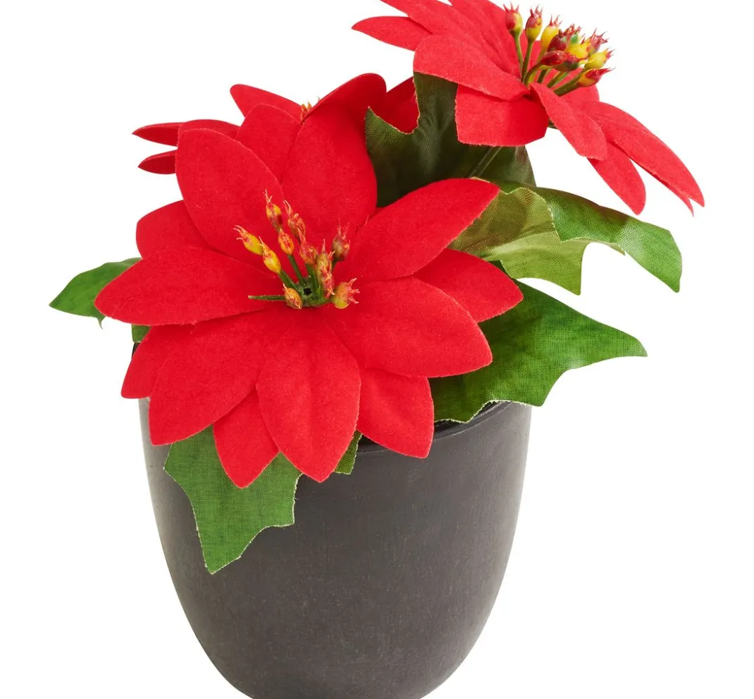 DPI Blumen>Weihnachtsstern "Gloria" im Topf