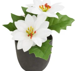 DPI Blumen>Weihnachtsstern "Gloria" im Topf